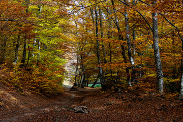 amazing autumn landscape with colorful trees