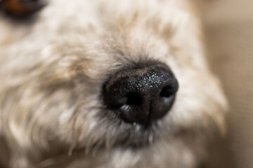 cute little puli dog face