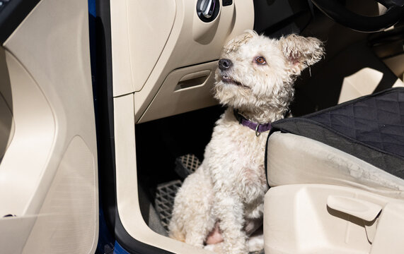 cute little puli dog face