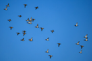 flock of duck birds flying in sky