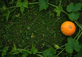 Obraz premium Lush natural rustic border featuring rambling green foliage, twisting vine tendrils, and a vibrant seasonal orange squash ,autumn, trimming, border