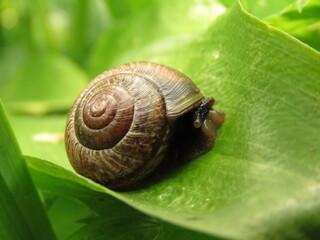 Snail on a green plant leaf