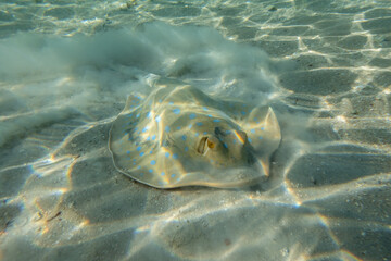 Blaupunktrochen frontal