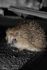 hedgehog on the ground