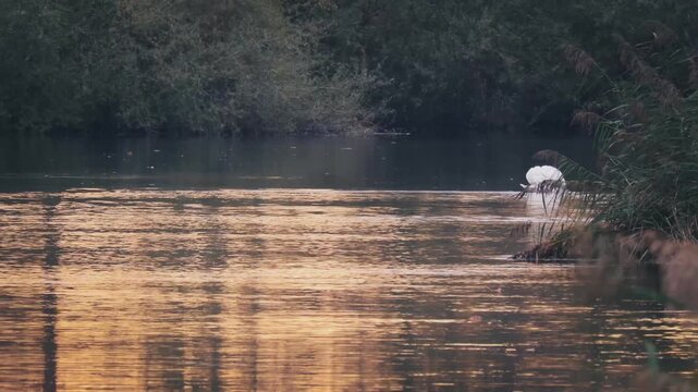 Schwan