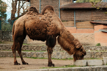 Large brown Bactrian camel eating at its enclosure in Belgrade Zoo during autumn. Calm animal scene...