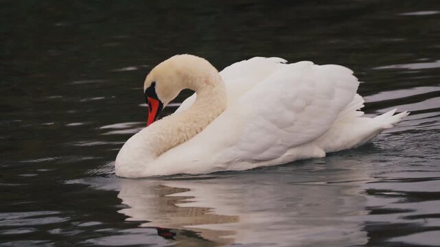 Schwan