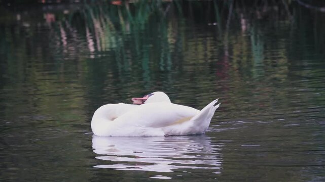 Schwan
