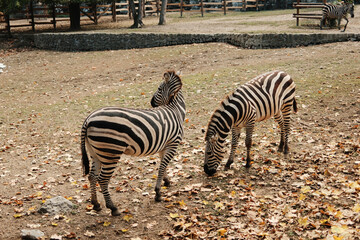 Two zebras eating grass among dry leaves in the open enclosure of Belgrade Zoo during autumn. Warm and natural atmosphere
