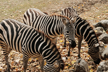 Three zebras standing and feeding among autumn leaves at Belgrade Zoo. Peaceful scene with warm natural tones