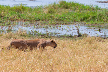 female lion or panthera leo stalking prey along tarangire river bank in tarangire national park tanzania © Ferrer Photography