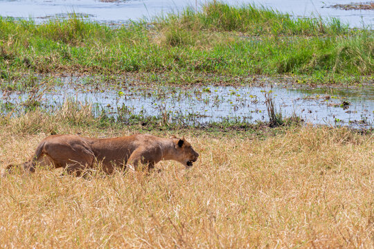 female lion or panthera leo stalking prey along tarangire river bank in tarangire national park tanzania - Powered by Adobe