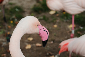 Fototapeta premium Detailed close-up of a pink flamingo head and curved beak in Belgrade Zoo, showing vibrant colors and texture