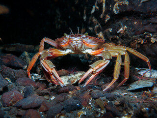 Crab from Oslo, Norway