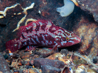 Ballan wrasse Labrus bergylta from Norway