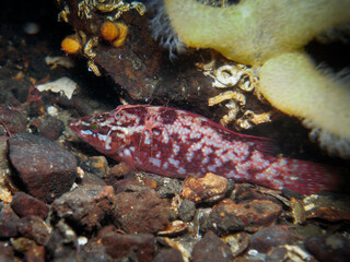 Ballan wrasse Labrus bergylta from Norway
