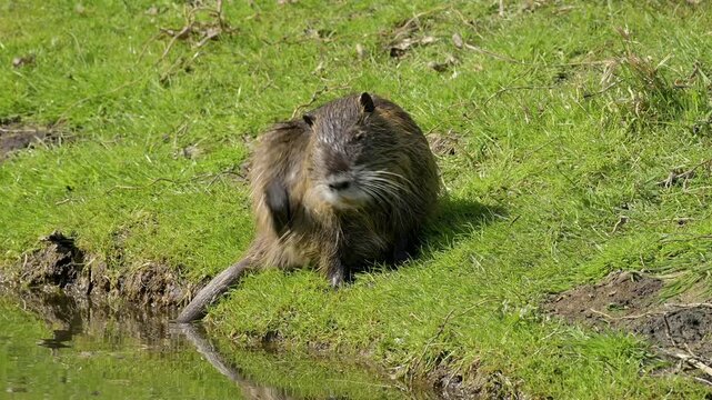 Nutria, Myocastor coypus, Bach, Ufer, Fr&uuml;hling