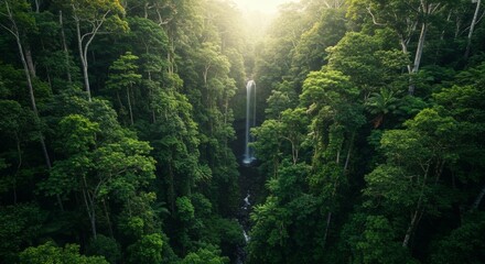 Lush tropical rainforest canopy in Daintree National Park Queensland