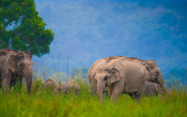 A herd of Asian elephants grazing near the Ramganga River in Jim Corbett National Park, surrounded by lush grasslands and misty forested hills in soft natural light. © Rohit Beniwal