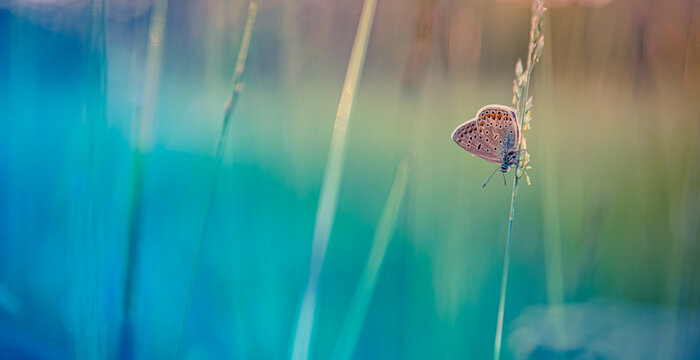 Majestic Nature Closeup. Stunning Sunset Butterfly and Blur Bokeh Beautiful Grass Meadow. Serene Peaceful Natural Lush Foliage Background. Artistic Abstract Ecology Scene. Gorgeous Nature Landscape