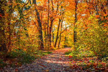 Picturesque Sunny Autumn Nature Landscape. Majestic Forest Fall Trees and Colorful Leaves Along Serene Trail. Soft Sunlight Scenic Outdoors Background best View. Top Popular Best Environment Ecology