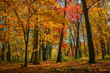 Obraz premium Picturesque Sunny Autumn Nature Landscape. Majestic Forest Fall Trees and Colorful Leaves Along Serene Trail. Soft Sunlight Scenic Outdoors Background best View. Top Popular Best Environment Ecology