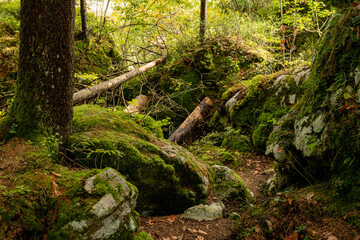 Green moss covering rocks and tree roots in the autumn forest, contrasting beautifully with the fallen yellow and orange leaves