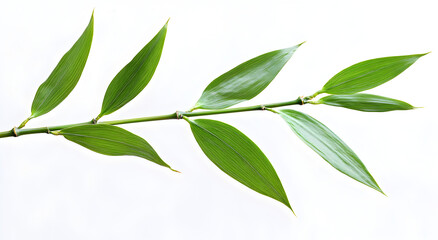 A delicate green willow branch with elongated leaves against a clean white background showcasing natural beauty and simplicity