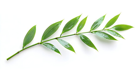 A delicate green branch with small leaves dusted with white powder isolated on a clean white background