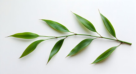 A delicate green branch with elongated leaves rests on a clean white background showcasing natural simplicity and organic beauty