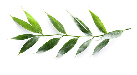 Delicate green willow branch with elongated leaves isolated on a clean white background showcasing natural beauty and simplicity