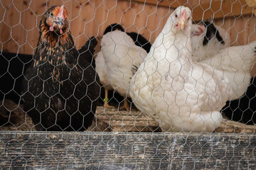 Black and white chickens standing behind a wire mesh fence in a wooden chicken coop. The image captures the contrast of feather colors and the structure of poultry housing in a rustic farm setting.