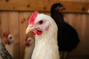 Close-up portrait of a white rooster inside a chicken coop. The image captures the bird's bright red comb, textured white feathers, and alert expression. The authentic farm atmosphere.