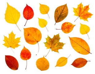 Autumn Leaves Collection - A Vibrant Display of Fall Foliage.