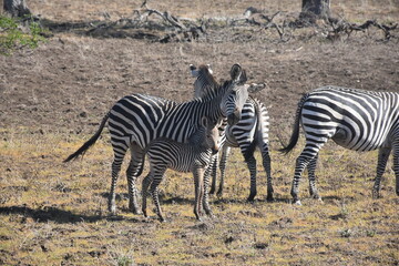 Obraz premium Herd of Zebras with Baby Zebras