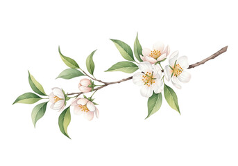 Fototapeta premium Watercolor branch with white flowers and green leaves isolated on transparent background