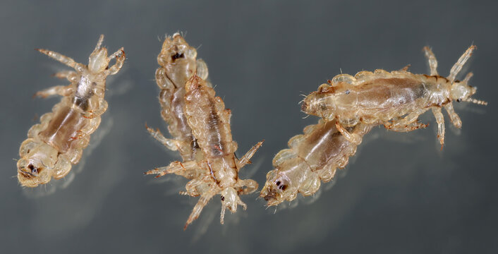 Head louse (Pediculus capitis, Pediculus humanus capitis, Pediculus humanus). Live specimens on a dark background.
