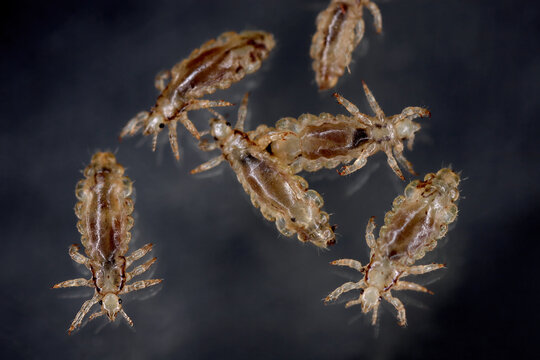 Head louse (Pediculus capitis, Pediculus humanus capitis, Pediculus humanus). Live specimens on a dark background.