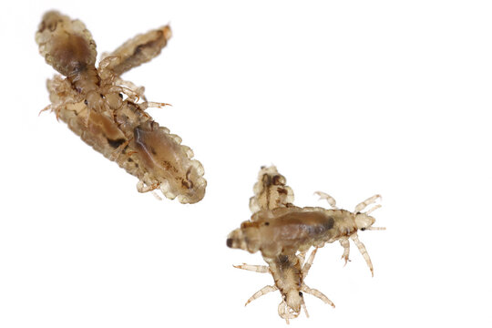Head Louse (Pediculus humanus capitis). A number of insects walking on each other on a white background.
