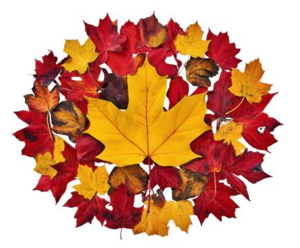 A Vibrant Display of Autumn Leaves in Various Colors Forming a Circular Pattern isolated on transparent background