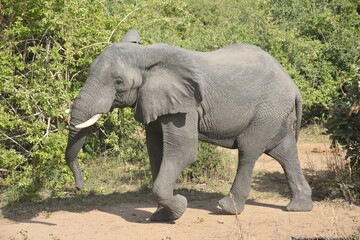 Obraz premium Lone African Elephant in the Wilderness
