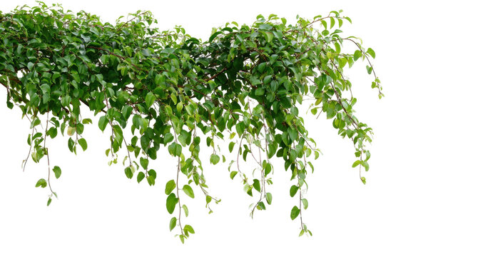 A Lush Canopy of Green Leaves Cascading Elegantly Against a Black Background, Showcasing the Intricate Beauty of Nature's Flora isolated on transparent background