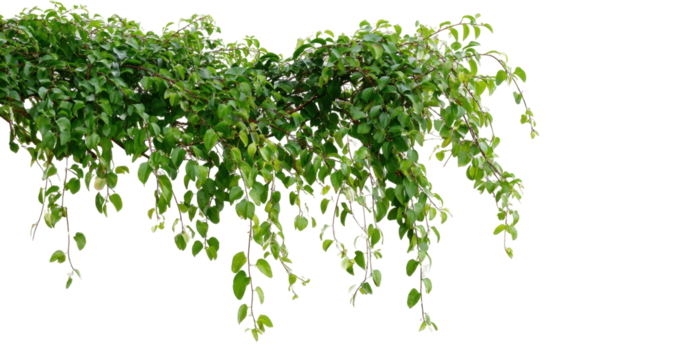 A Lush Canopy of Green Leaves Cascading Elegantly Against a Black Background, Showcasing the Intricate Beauty of Nature's Flora isolated on transparent background - Powered by Adobe