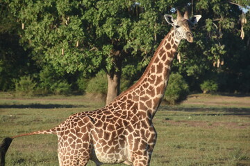 giraffe in the wild