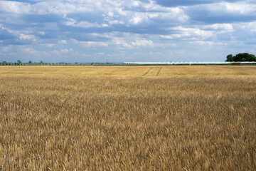 expansive golden wheat field under a partially cloudy sky with distant poly tunnels concept of agriculture, farming, food production