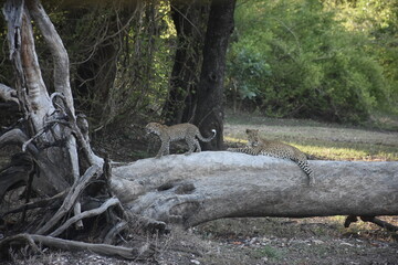 Two young leopards on a tree trunk in the wild