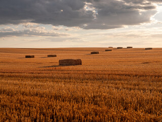 Golden field with hay bales under dramatic sunset sky © oticki