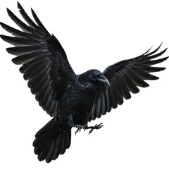 Fototapeta premium Black raven with outstretched wings and sharp claws in flight majestic corvid bird with dark feathers isolated on transparent background