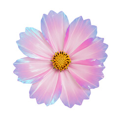 Obraz premium Vibrant Pink Cosmos Flower Delicate Petals Yellow Center Blossom Isolated on Transparent Background Garden Beauty