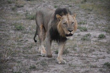 Adult Male Lion
